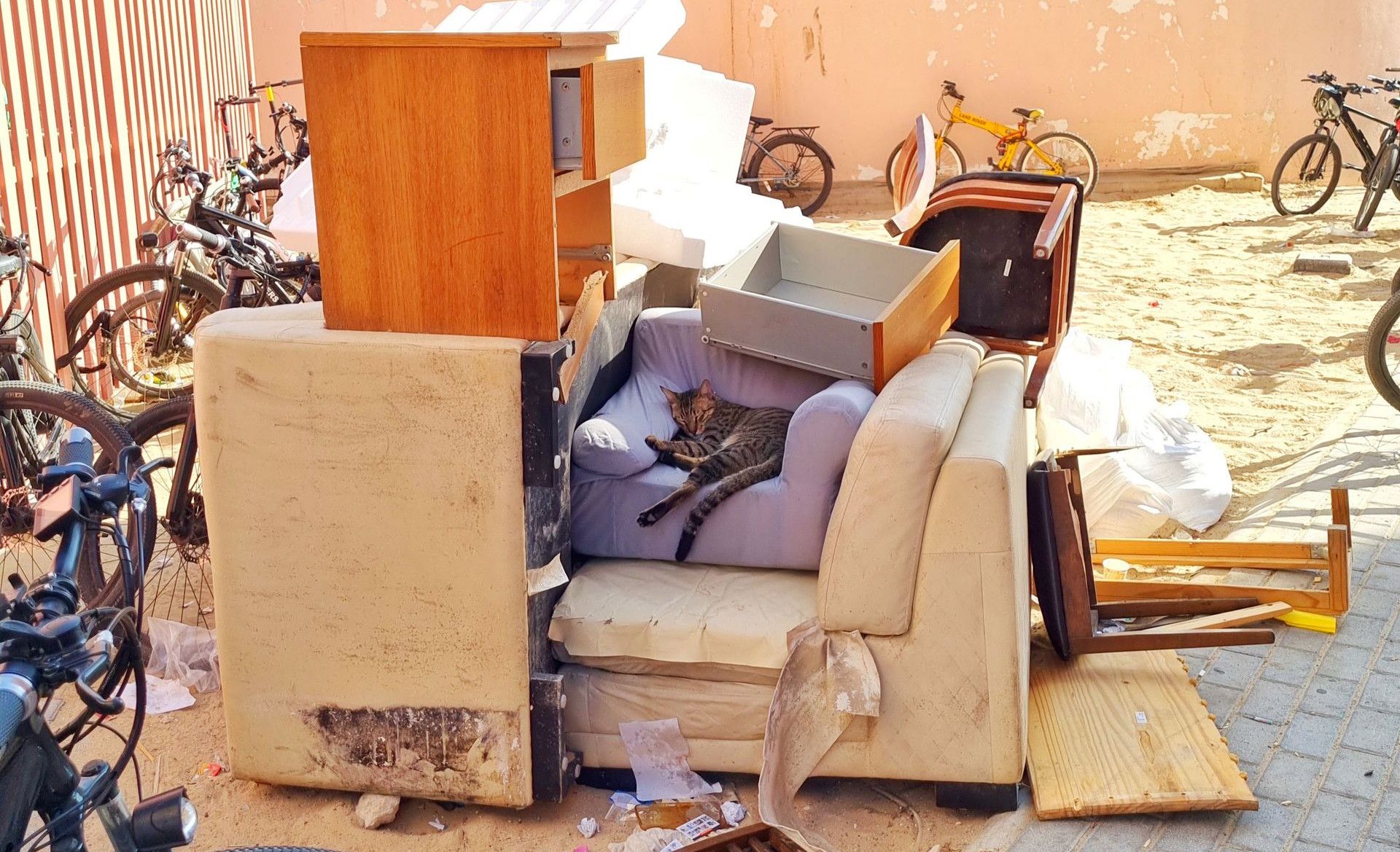 Discarded furniture and cat in urban outdoors with bicycles nearby.